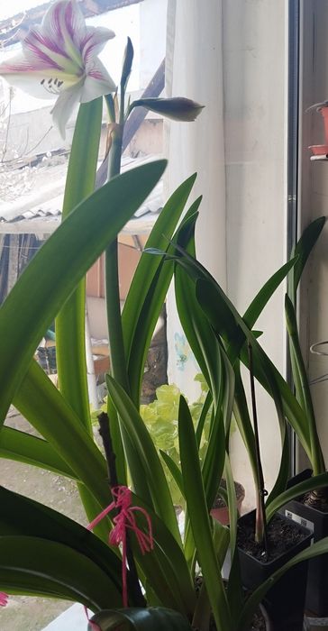 Продается луковицы Амариллис и Гипеаструм