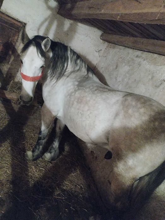 Vand cal blând varsta 8 ani