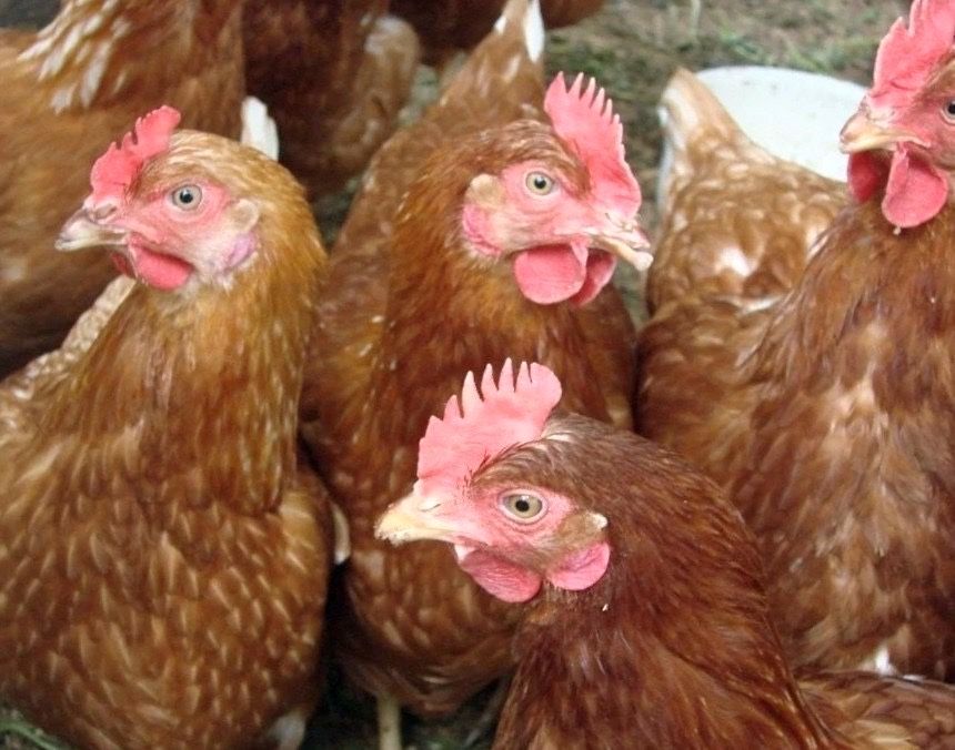 Vand puicute ouătoare / gaini rosi de ouat bune pentru casa omului