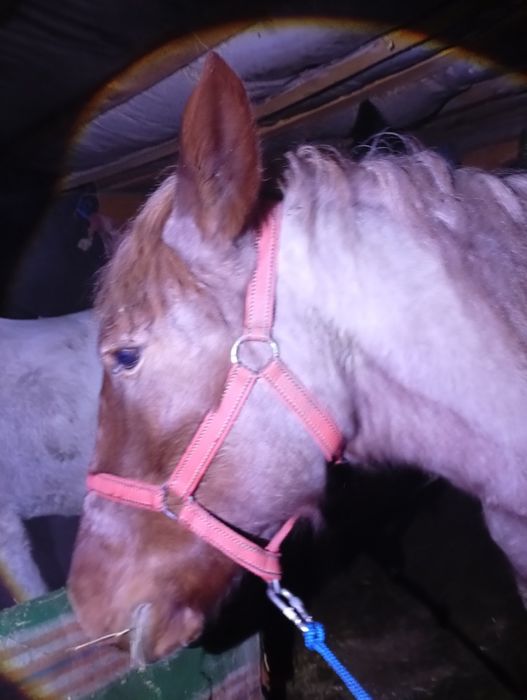 Vând o mânză de 10 luni dacă vă interesează