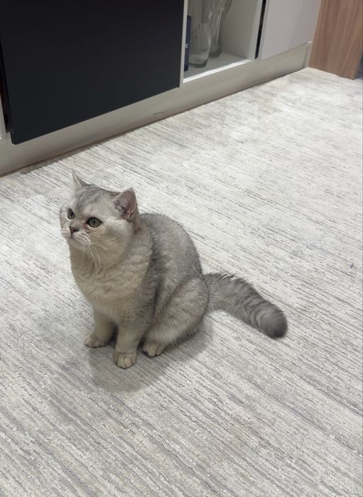 Кот, серебренная шиншилла.