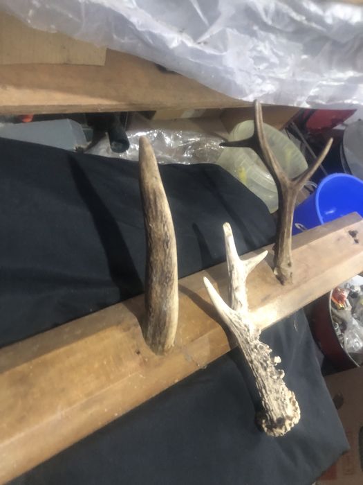 And 4 coarne de caprior 20 cm lungime