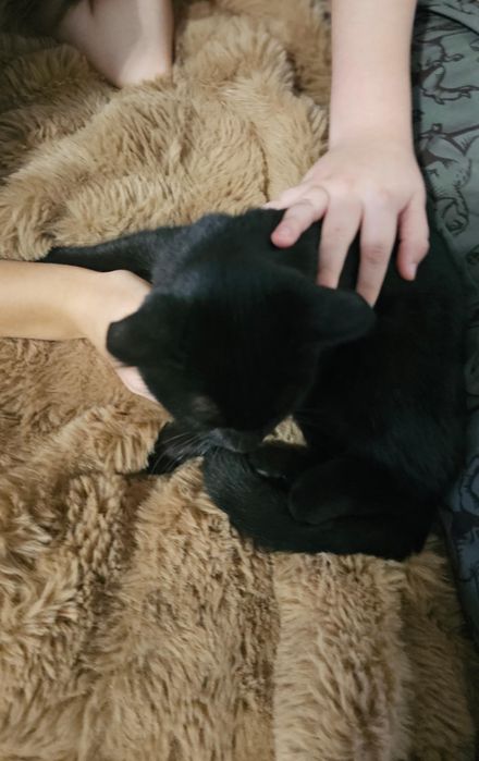 Отдам в добрые руки, можем привезти сами.