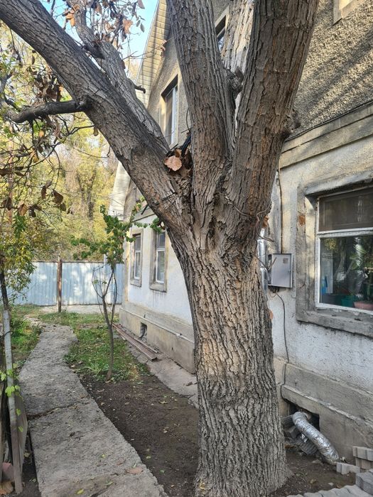 ореховое дерево-под спил