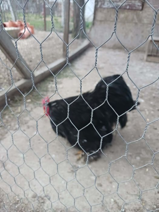 De vânzare cocoși și găini pitici!