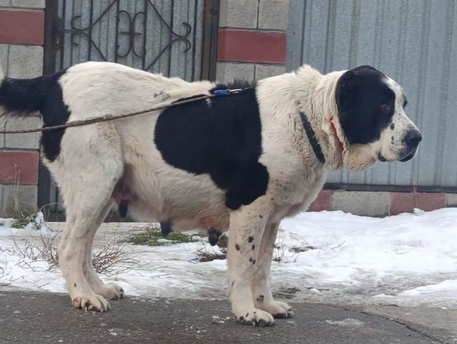 Эксклюзивные мощные супер красавицы девочки