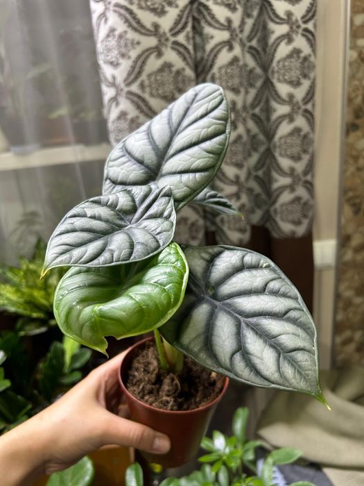 Комнатные  цветы от 2500