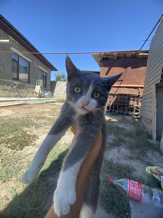 Котятя в добрые руки