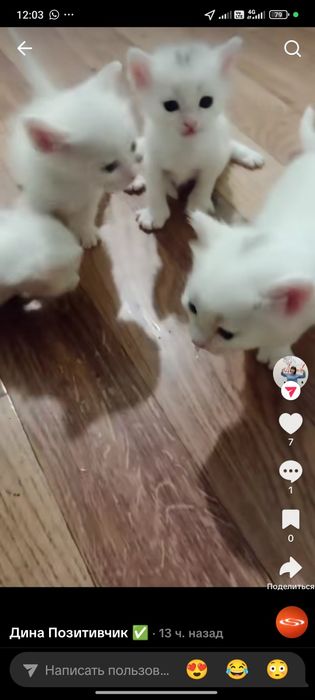 Белоснежные котята )))