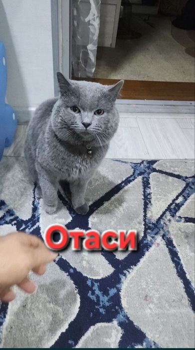 Породистый котята скоттиш страйт и фолд