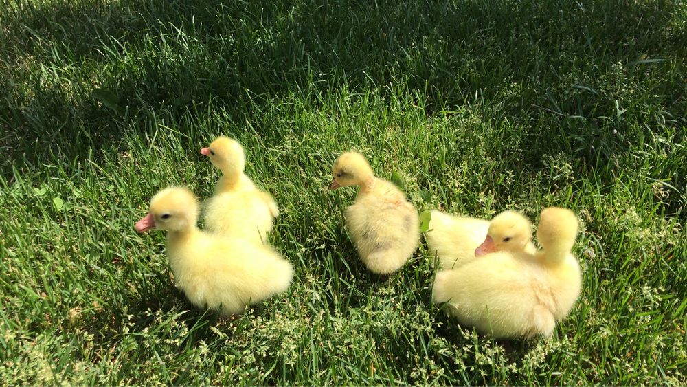 Продаю гусей Крупная Серая ,