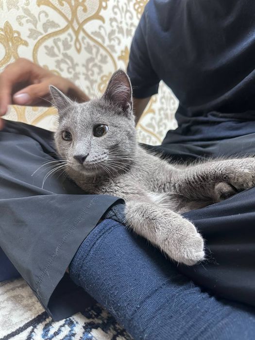 Руская голубая кошка