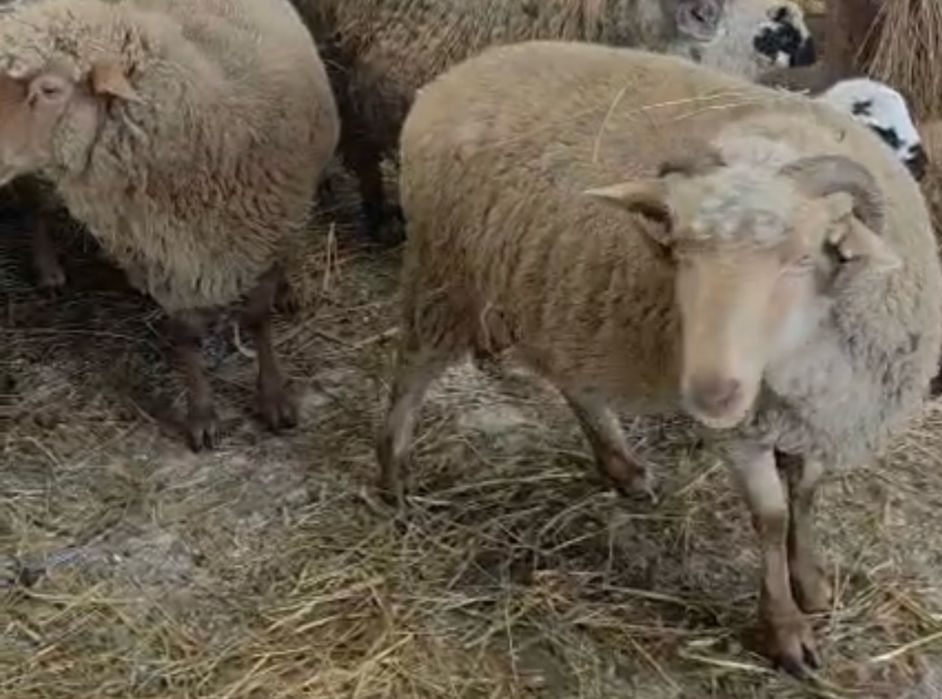 Vand 10 oi birci , varietatea ruginie