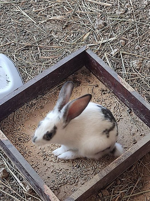 9ta jaydari va 3 ta velikan quyon bolalari sotiladi.
