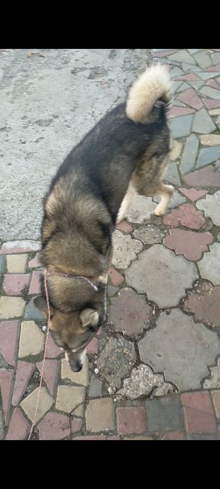 Западно сибирские лайки