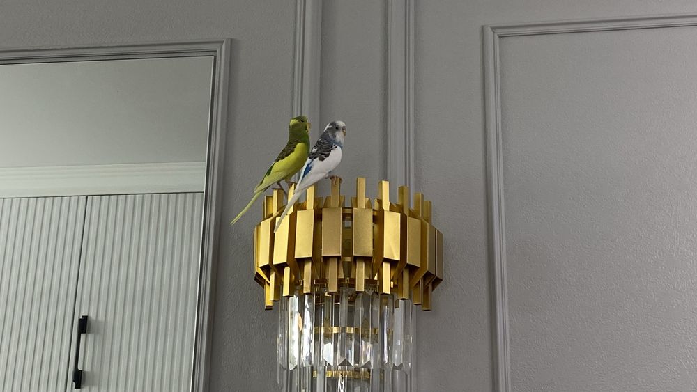 Продам попугаев с клеткой