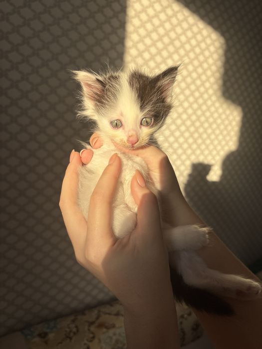 Милые котята в добрые руки