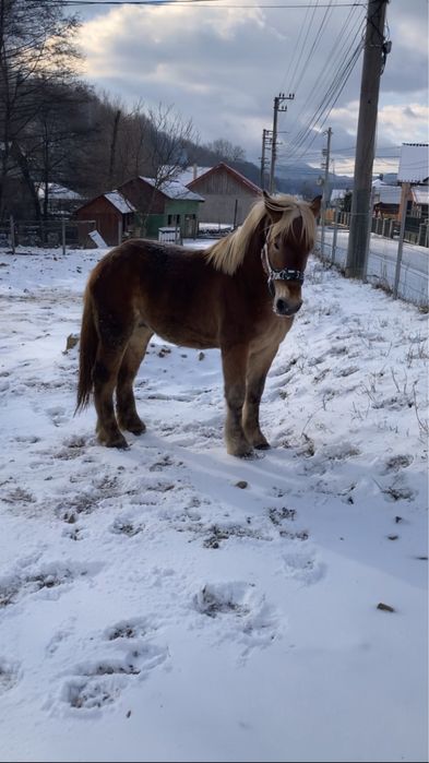 De vanzare  manz de 2 ani !