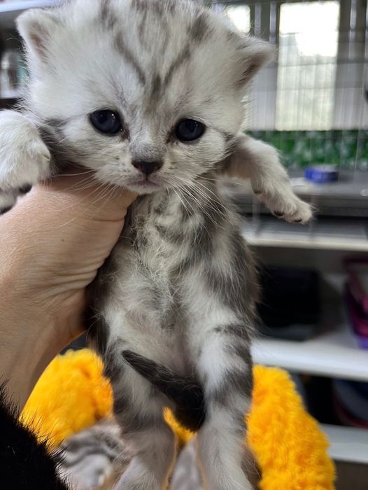 Кошка с документами