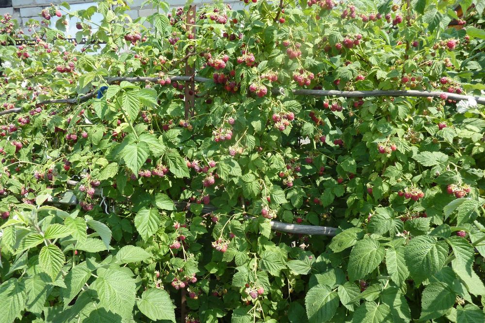 Продам дачу в садоводстве "Здоровье"