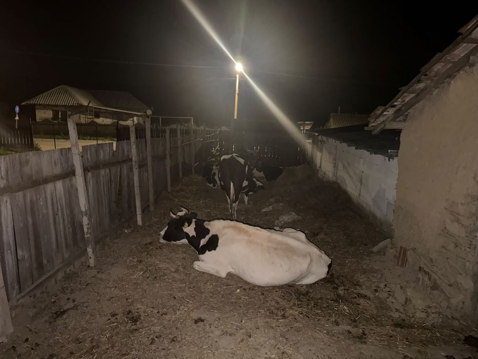 Vând 5 vaci gestante
