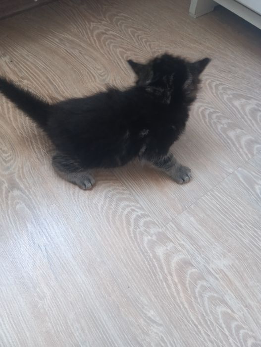 Продам месячного котенка