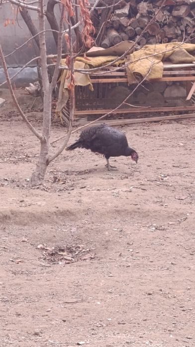 Gʼoz va kurkala sotiladi