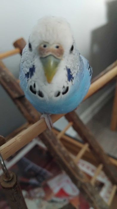 Разхождане на кучета