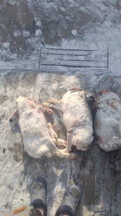 Продам диких зайцев