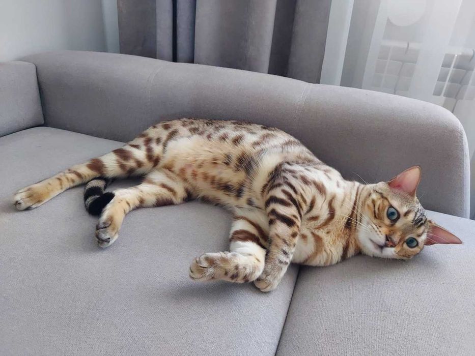 Бенгальский кот (Боня)