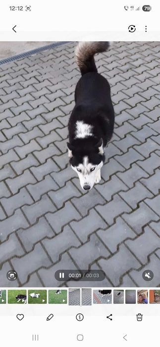 Husky Siberian rasa pura