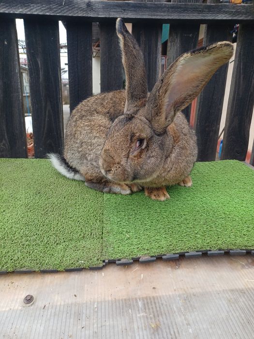 Vand iepuri uriasi german femele 11 luni