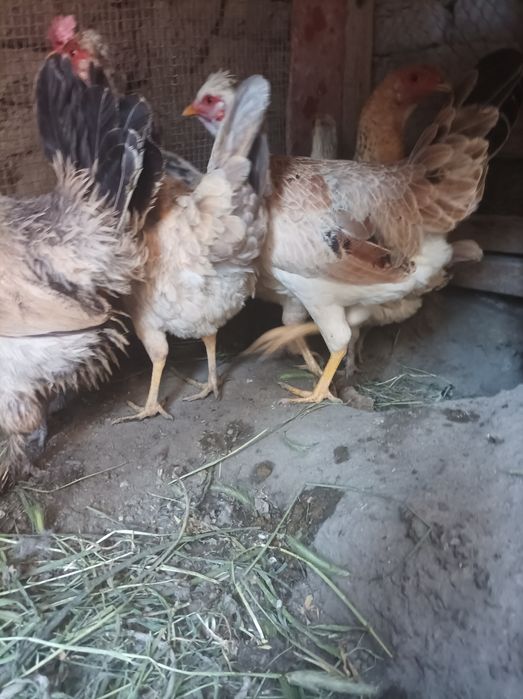 Joydori tovuqlar sotiladi xamasi tug'adi