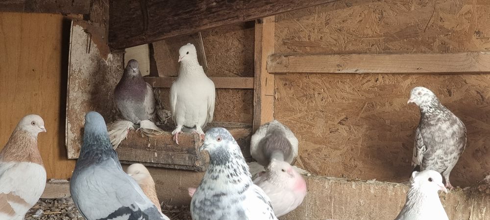 Продам  голубей  улетные