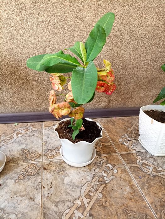 Продаются комнатные цветы