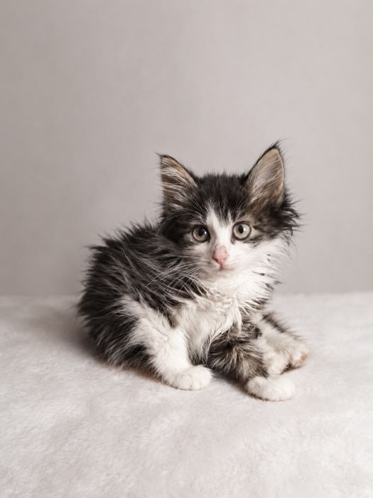 Котята ищут дом!