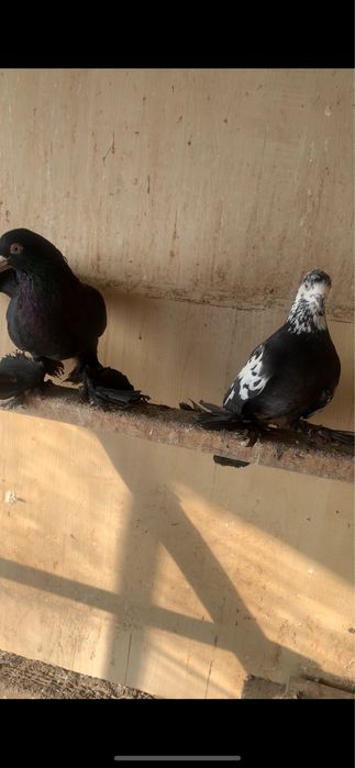 Голуби голуби голуби