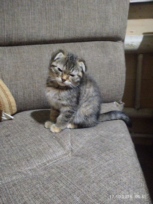 Скотиш фолд смешанный