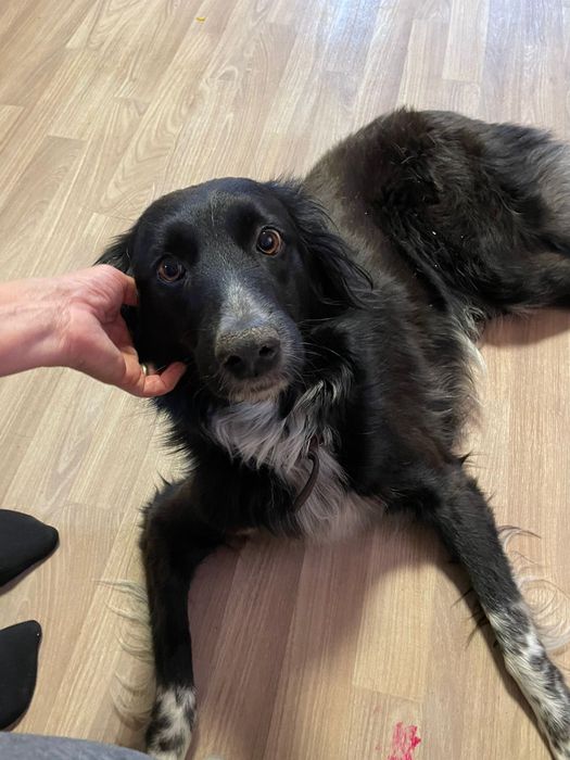 Собачка ищет новый дом