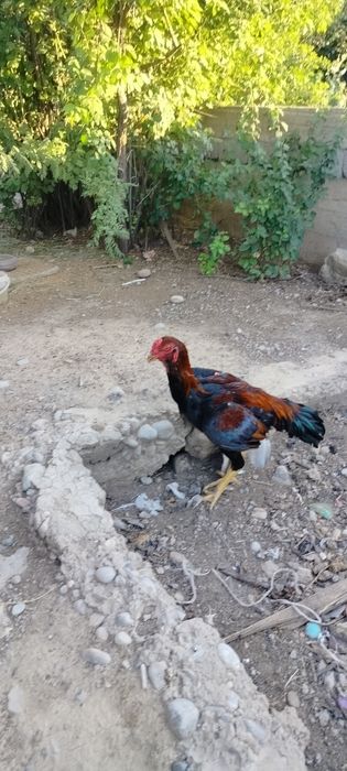 Продаётся дакан 9-месяцев