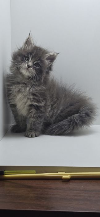 Мейн_кун мальчик