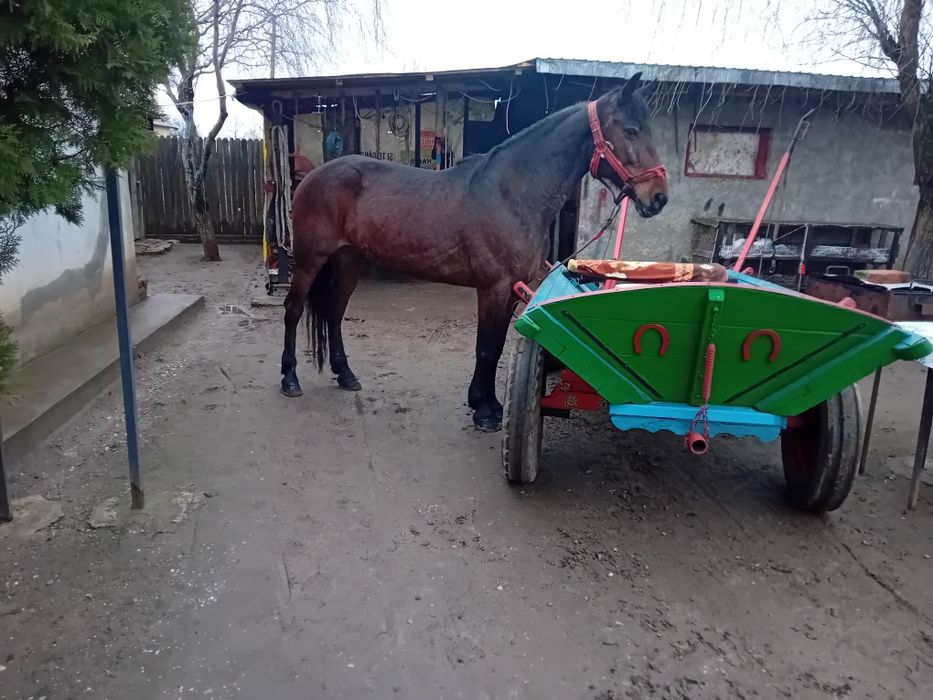Iapă trapasă foarte cuminte