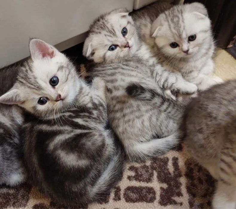 Шотландский Страйтик