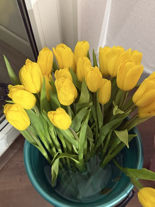 Тюльпаны красивые свежие