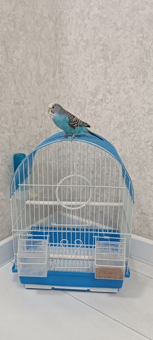 Продам попугая с клеткой