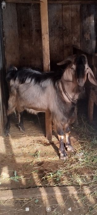 Țap anglonubian în vîrsta de 1 an și 8 luni