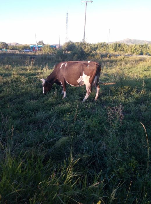 Продам двойную корову,7 дет