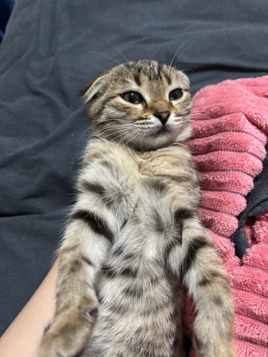 Отдаю котят.