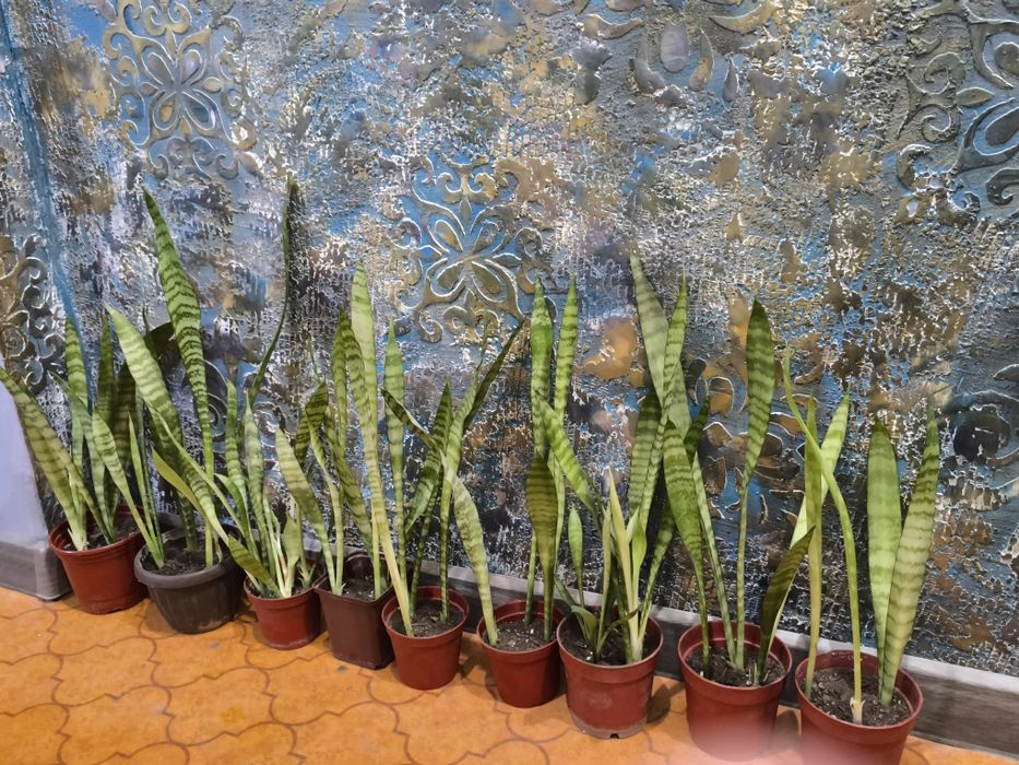 Сансевьера. Цветы для дома и офиса.