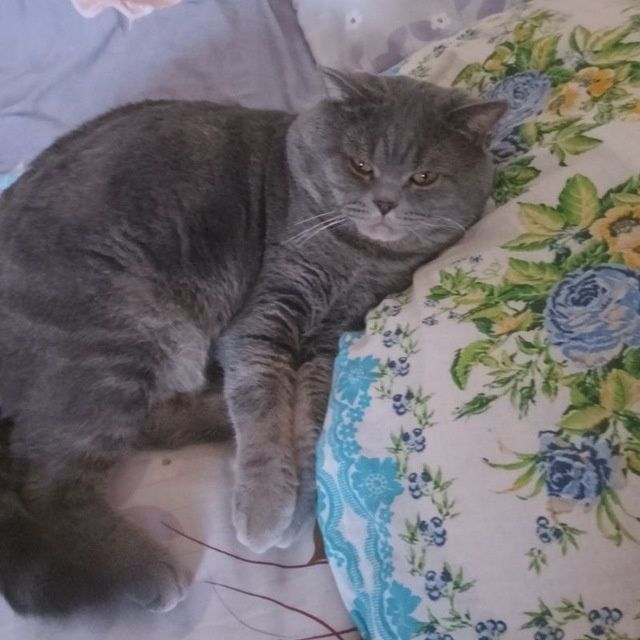 Кошка 6 месетцов